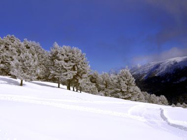 冬季雪山雾凇针叶林景观