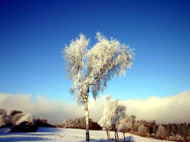 冬日雪地里的雾凇白桦树