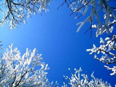冬日蓝天下的雪后树枝