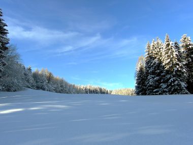 冬日雪后森林与纯净蓝天
