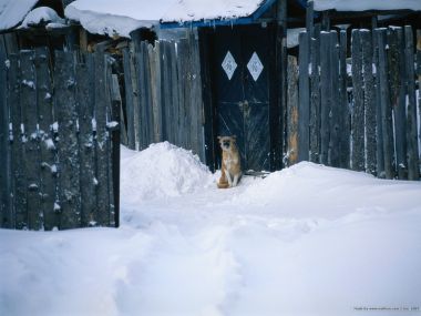 中国北方乡村雪景中的守门犬