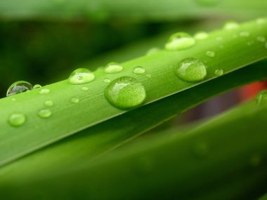 Water Drops On Leaves Vplants X3 0014