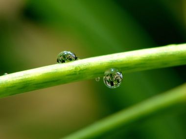 Water Drops On Leaves Vplants X3 002
