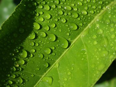 Water Drops On Leaves Vplants X3 0020