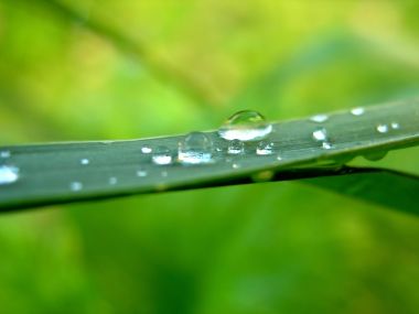 Water Drops On Leaves Vplants X3 0023