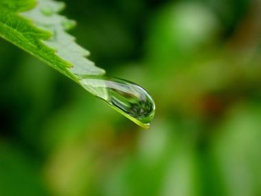 Water Drops On Leaves Vplants X3 007