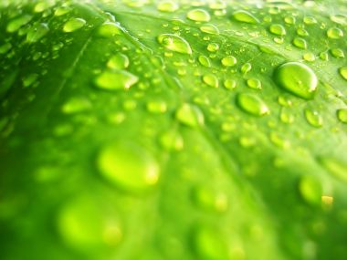 Water_On_The_Leaf