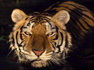 Water_Tiger