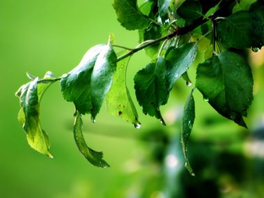 Wet_Leaves