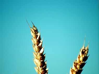 Wheat Vplants X3 0016