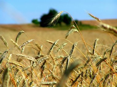 Wheat Vplants X3 0027