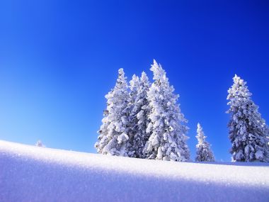 Winter_Tree