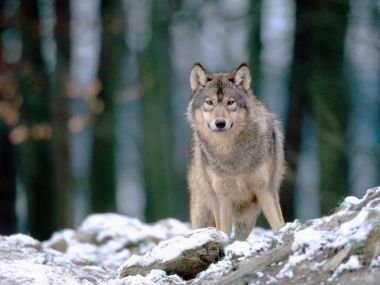 Wolf_in_the_Woods