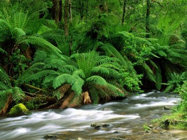 Yarra_Ranges_National_Park_Australia