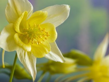 Yellow_Columbine