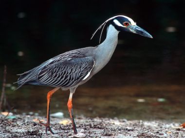 Yellow-Crowned_Night_Heron