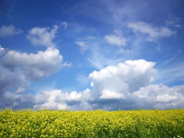 Yellow_Field
