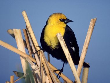 Yellow-Headed_Blackbird