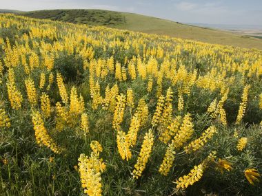 Yellow_Lupine_Emigrant_Hill_Oregon