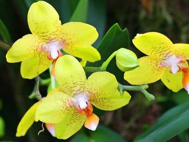 Yellow_Orchids