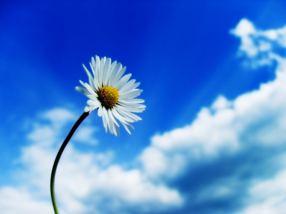 Fresh Daisy Flower Against Blue Sky