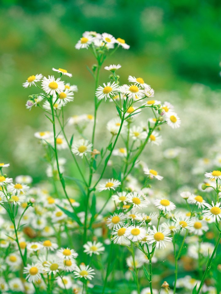 Fresh Natural Daisy Wildflowers
