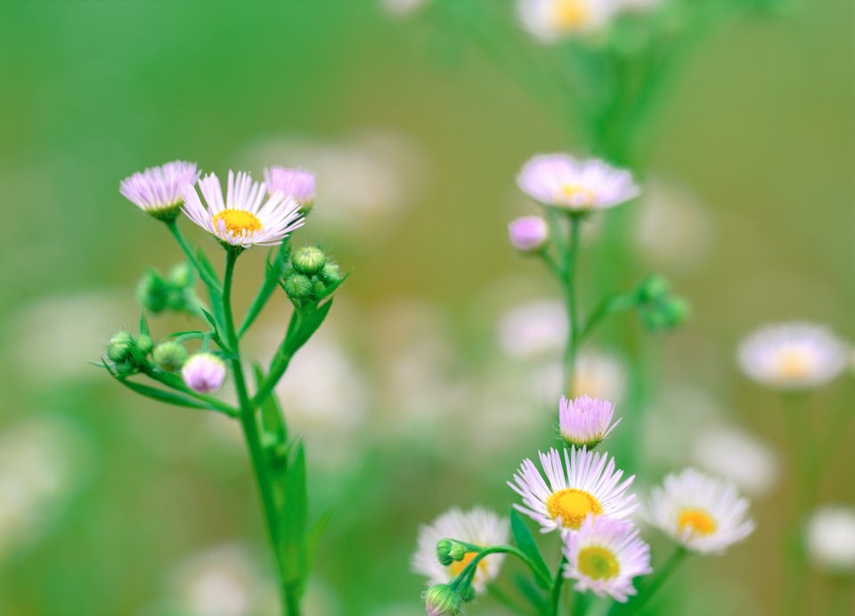 Fresh Spring Daisies Wildflowers