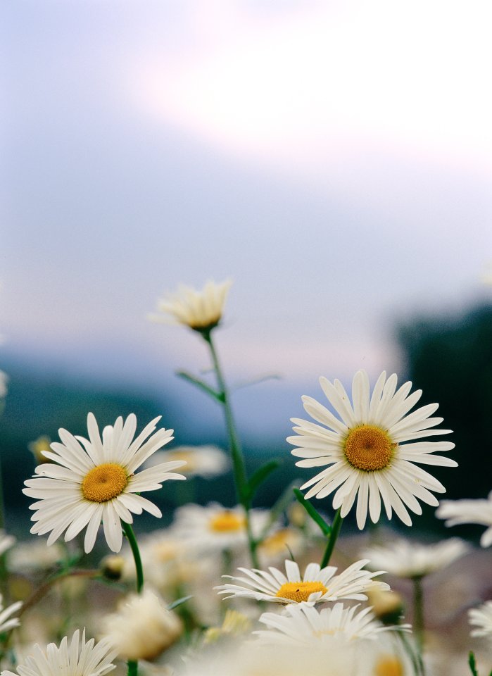 Fresh Beautiful Daisy Field