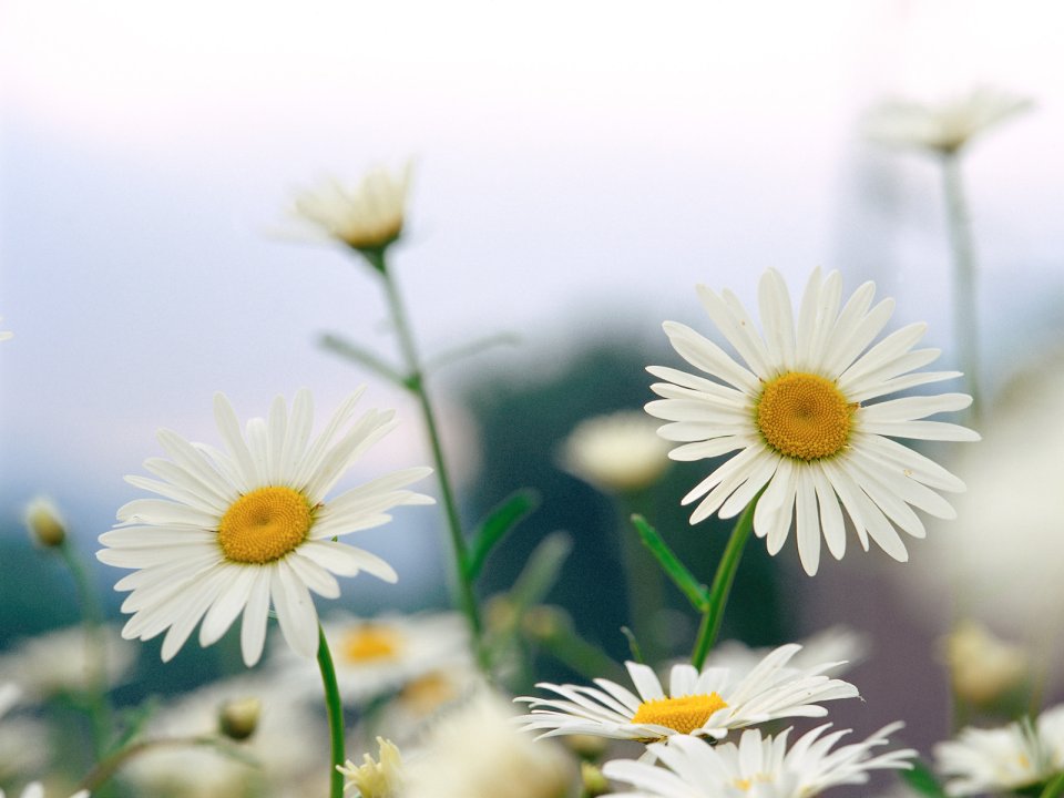 Fresh Beautiful Daisy Flowers Photography