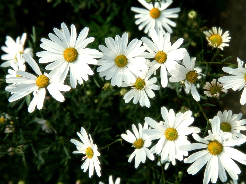 Fresh White Daisies In Nature