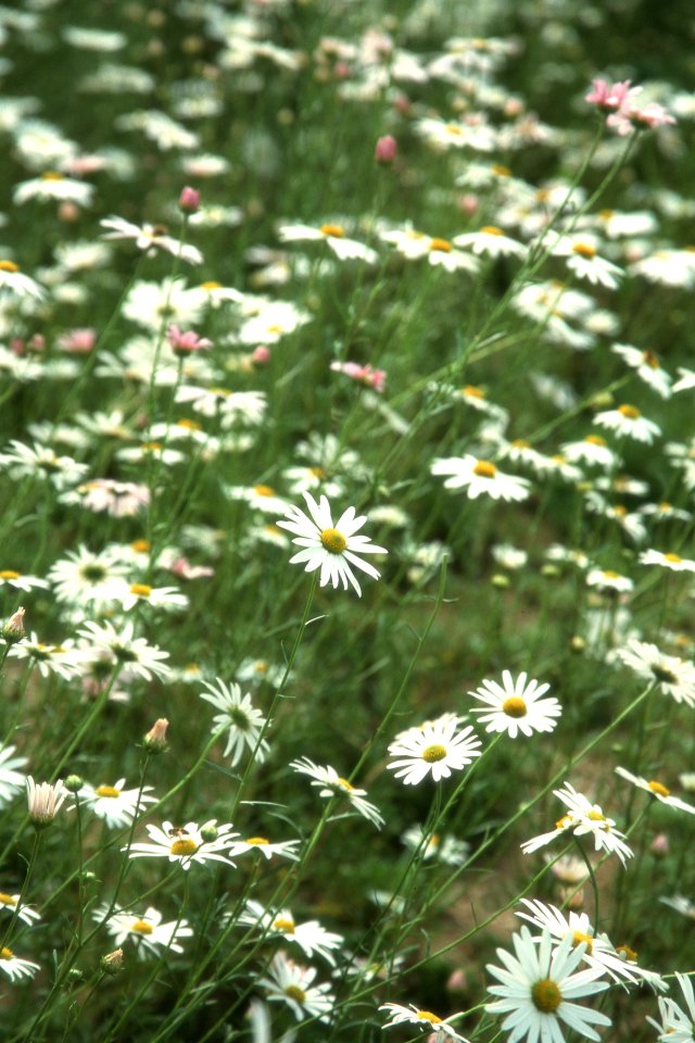 清新自然雏菊花海