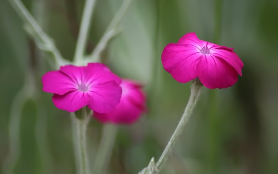 粉色虞美人花特写
