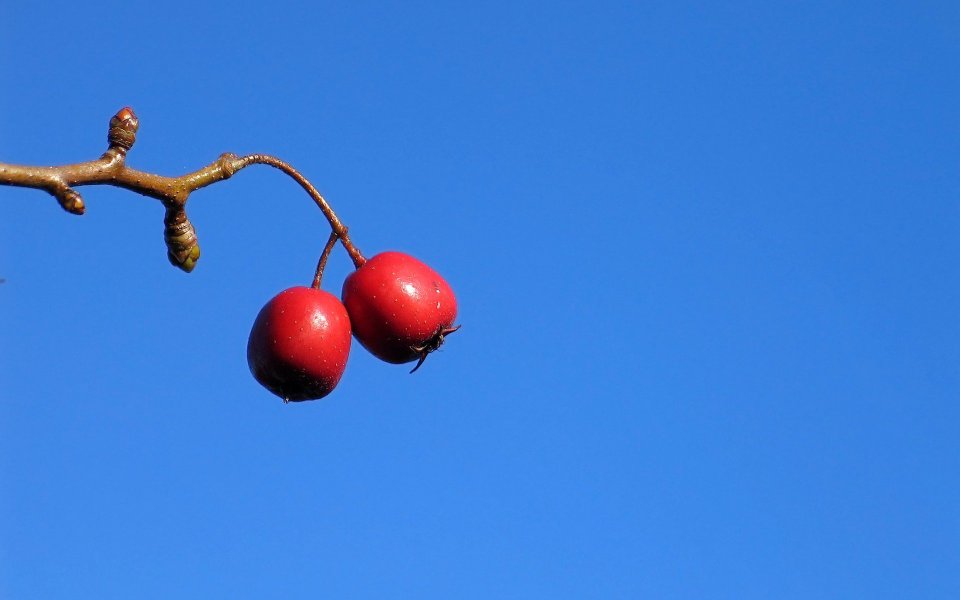 Chinese Hawthorn Fruit Under Blue Sky