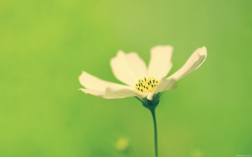 White Flower On Green Background