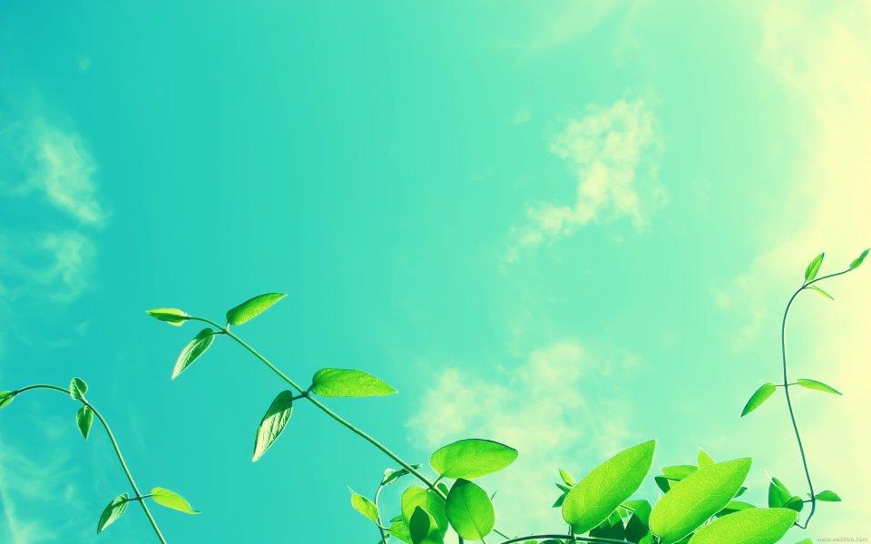Green Leaves Tendrils Against Blue Sky