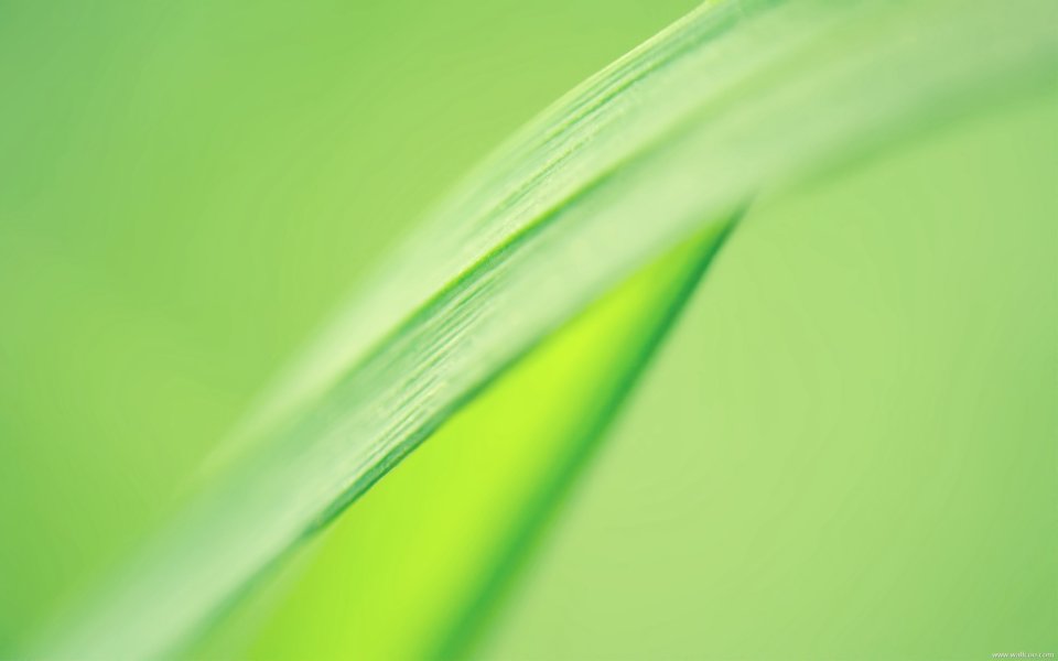 Green Grass Leaf Macro