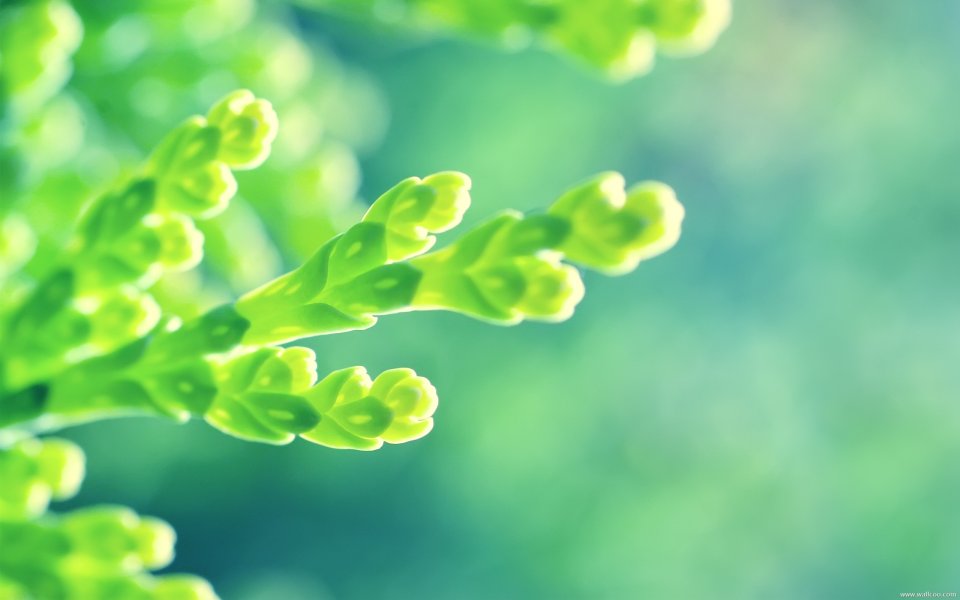 New Sprout Nature Beauty