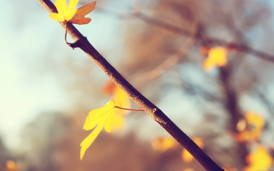 Japanese Autumn Fall Maple Leaves
