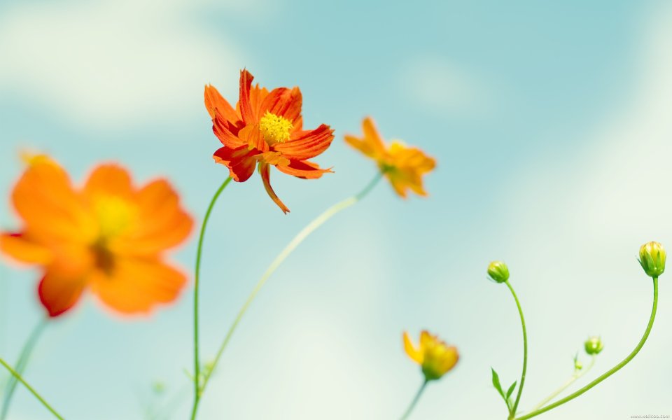 Japanese Cosmos Flowers Under Blue Sky