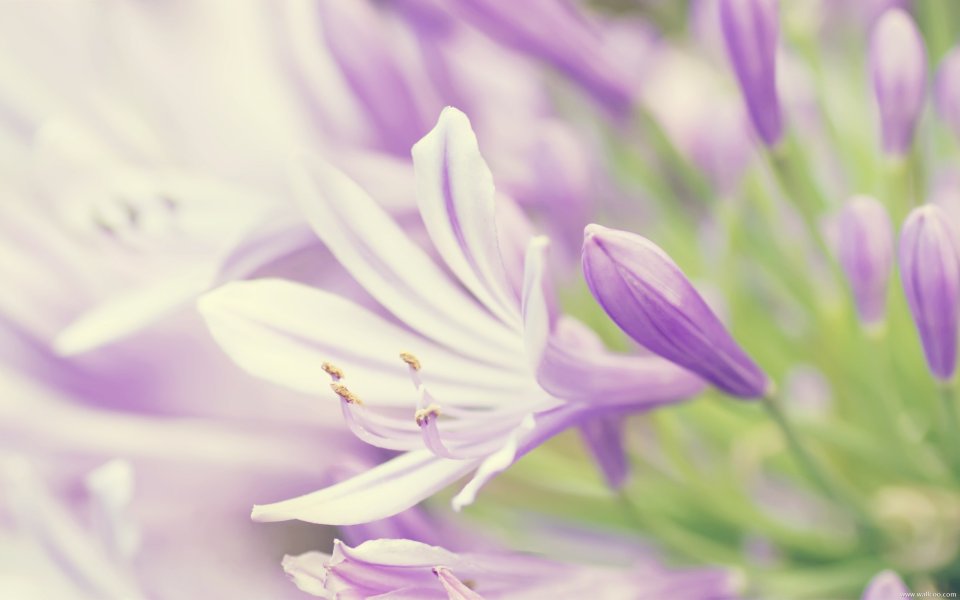 紫色百合花特写，柔美治愈的自然之美