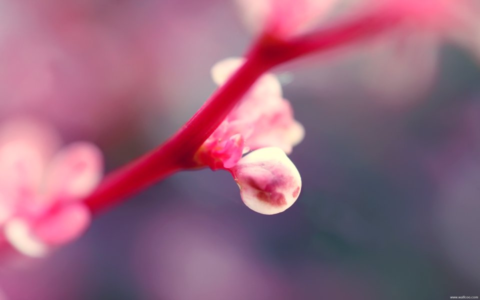 Japanese Sakura Bud Macro Shot