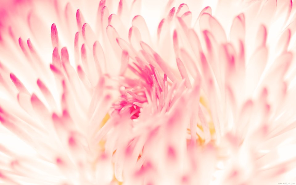 Pink Flower Macro Shot