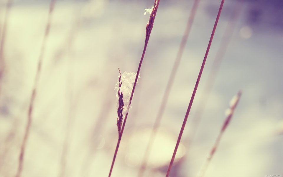 Northern Europe Winter Grass Snow Macro