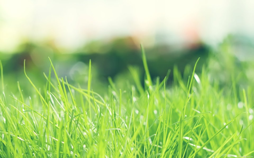 Sunlit Grass Closeup