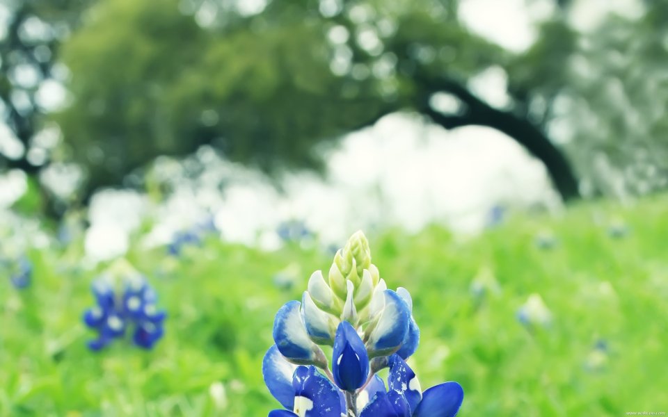 Texas Blue Flower Field Scene