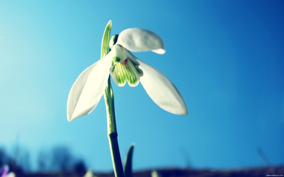 Norwegian Snowdrop In Spring