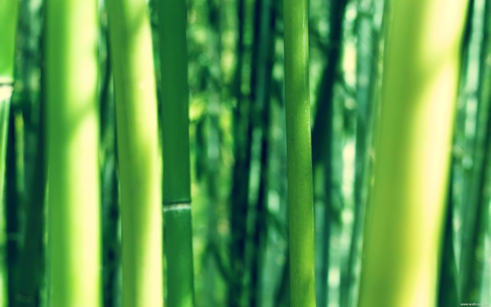 Chinese Bamboo Forest Nature