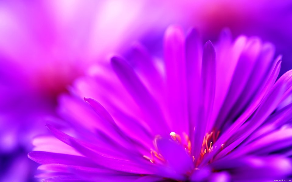Purple Flower Macro Shot