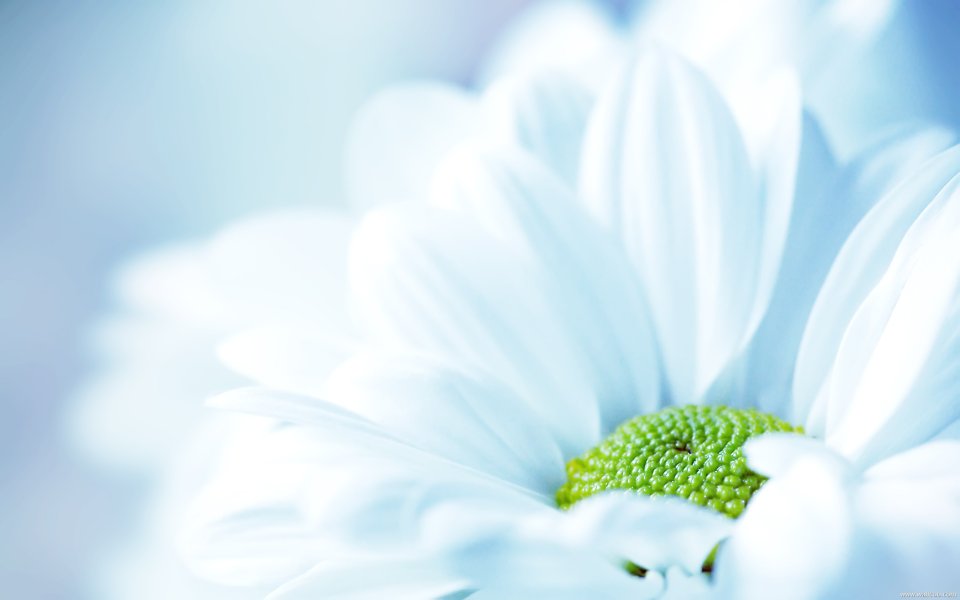 White Daisy Macro Shot