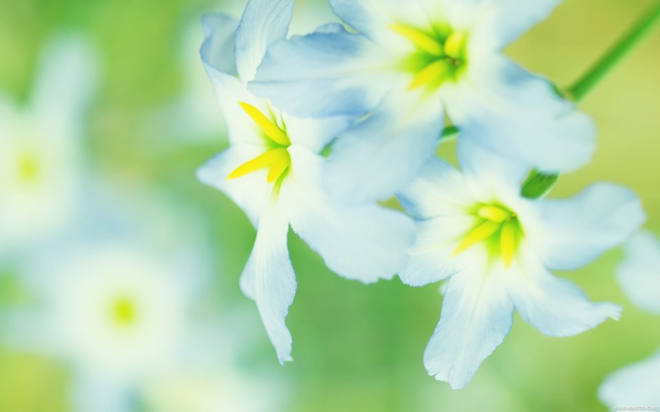White Flowers In Green Background
